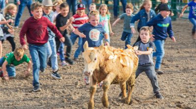 Kids chasing a calf with ribbons on it