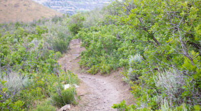 Dirt trail surrounded by vegetation along the hillside in Herriman