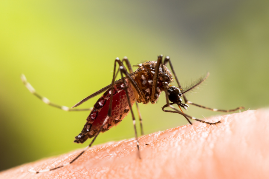 West-Nile.png