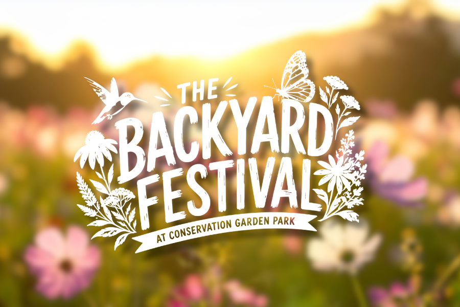 Backyard-Festival.png